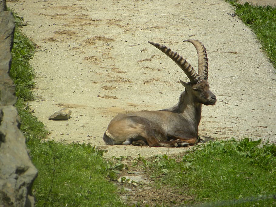 Deer, Horns, Mountain, animals in the wild, one animal, animal wildlife HD wallpaper