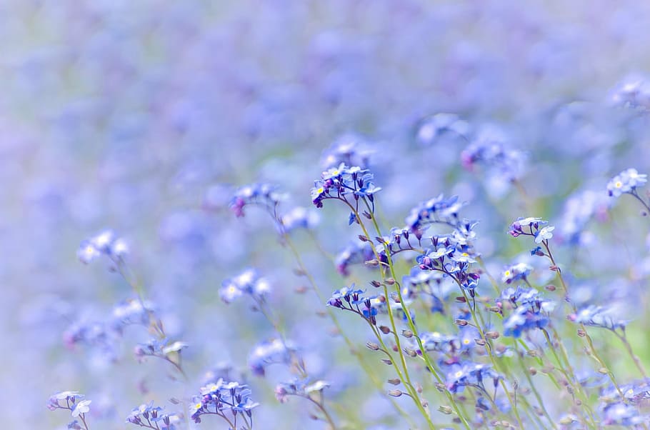 bed of purple flowers, spring, background, field, meadow, easter, HD wallpaper