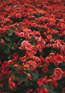 closeup photo of red petaled flower field, close up photo of red begonia flowers in bloom HD wallpaper