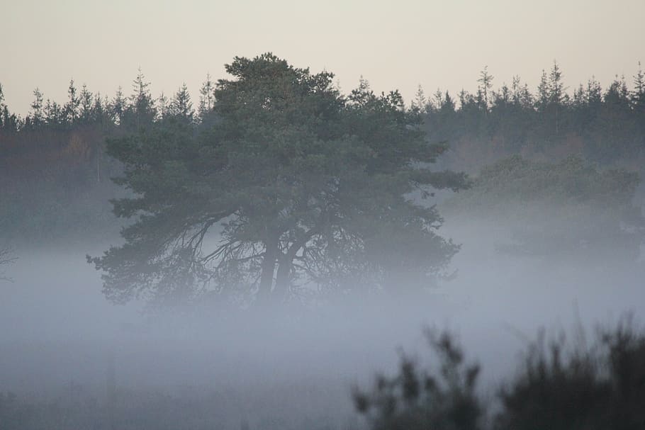 tree, patch fog, mystical, forest, nature, winter, landscape HD wallpaper