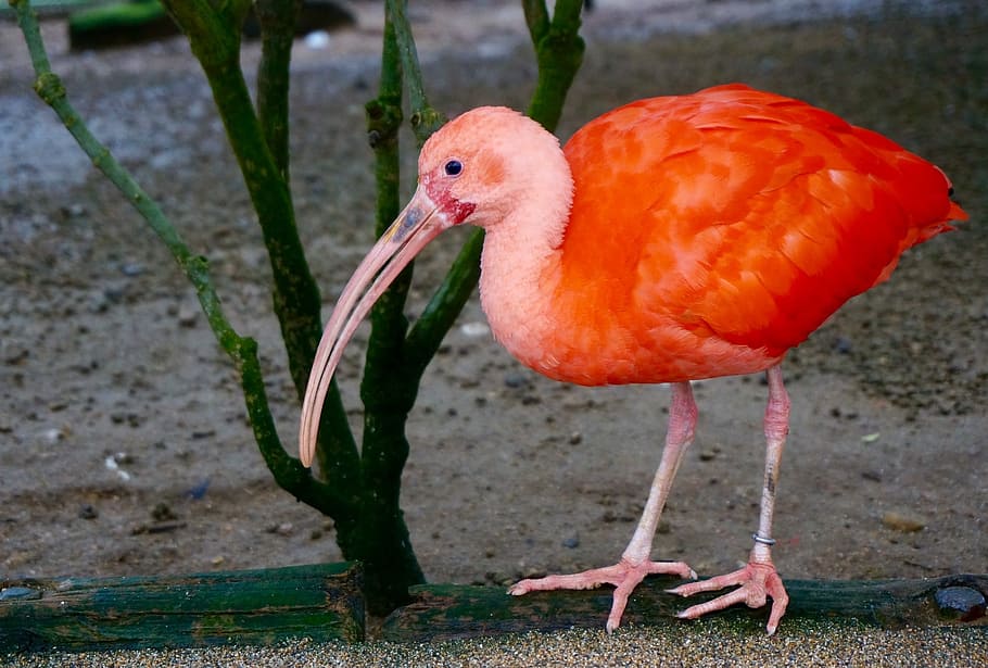 flamingo, birds, red new, ibis, pink feather, animal, animal themes, HD wallpaper