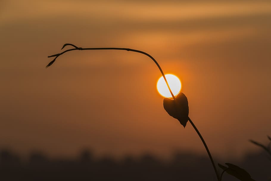 heart, sunset, leaf, twilight, orange color, silhouette, beauty in nature HD wallpaper