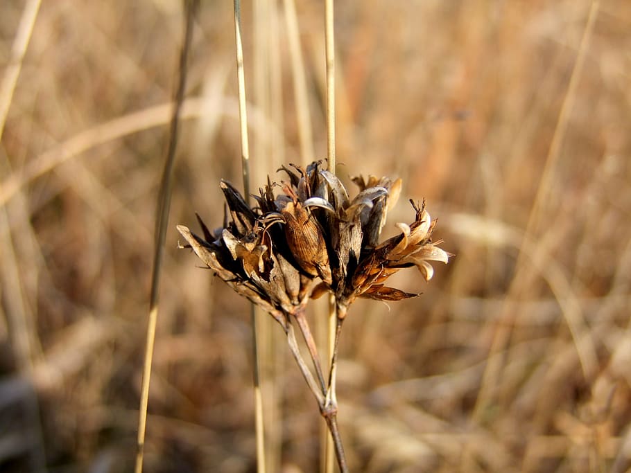 brown, grass, stem, plants, wildflowers, nature, peace, rest HD wallpaper