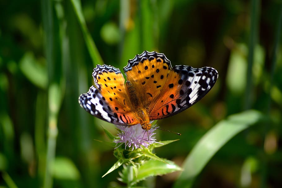 Butterfly, Natural, Macro, Wing, Insect, wildlife, nature, butterfly - Insect HD wallpaper