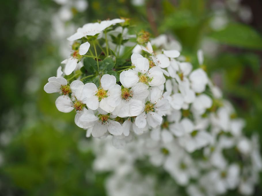 Image of Spiraea thunbergii macro