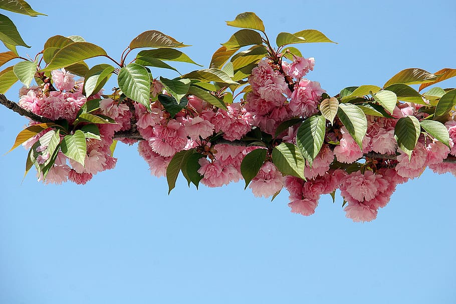 cherry blossom, flowers, spring, bloom, nature, tree, leaf HD wallpaper