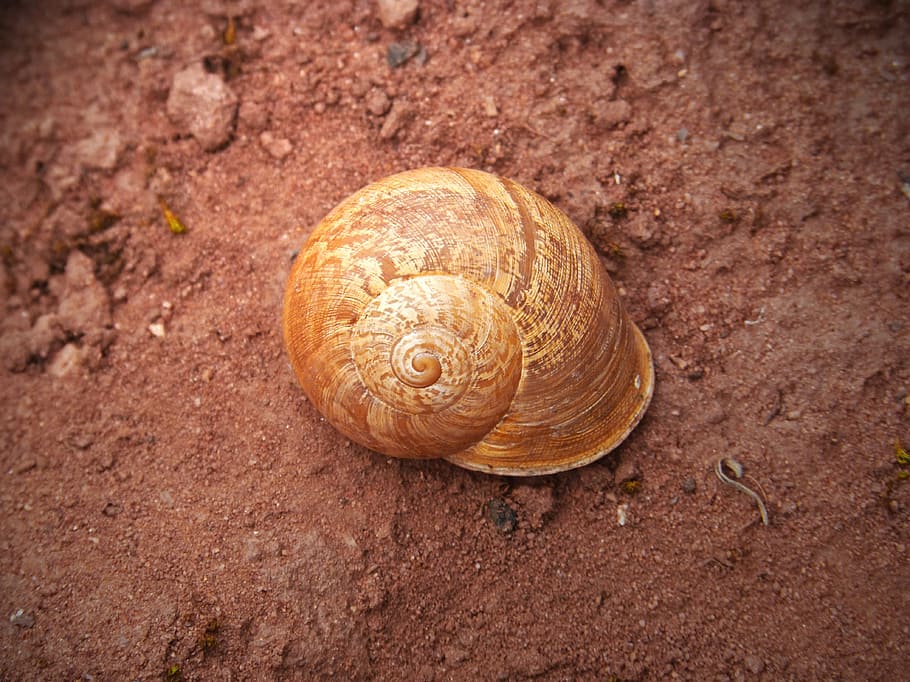 shell, snail, spiral, forest, animal, nature, animal Shell HD wallpaper