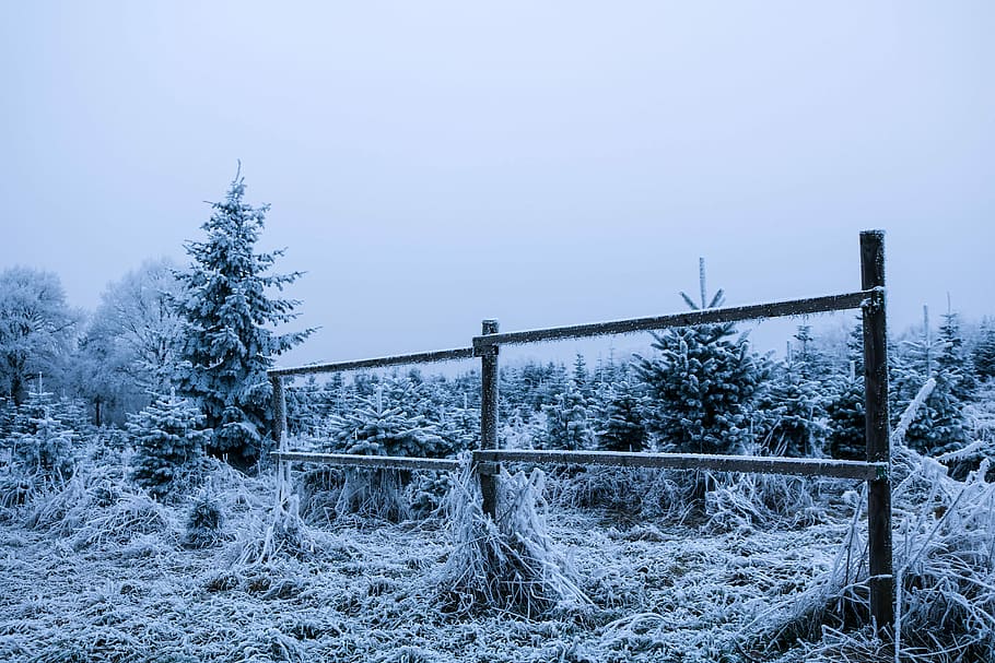 Winter, Wintry, Cold, Snow, Snowy, winter cold, landscape, winter trees HD wallpaper