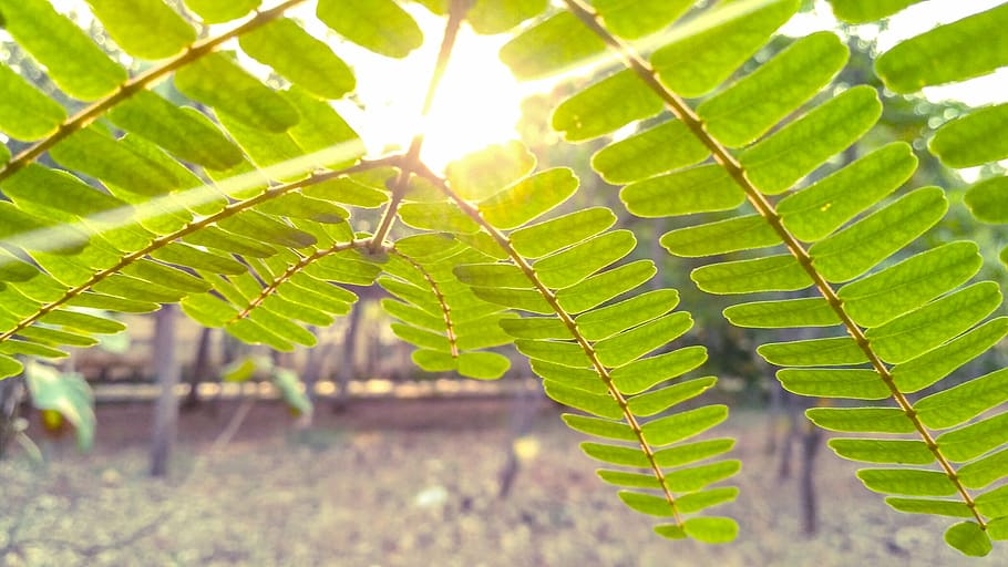 leaves, tree, green, leaf, nature, natural, light, yellow, sun HD wallpaper