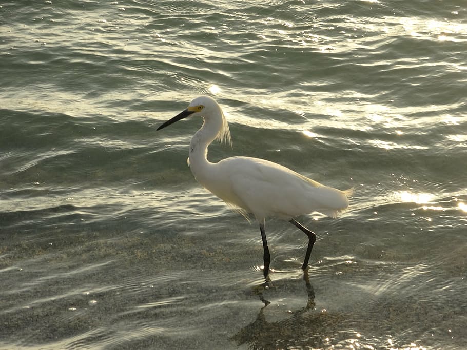 bird, mar, beach, animal themes, animal wildlife, animals in the wild HD wallpaper