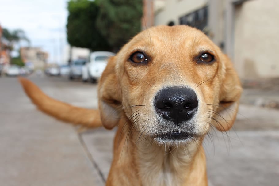 short-coated brown dog macro photography, Animal Abuse, Street