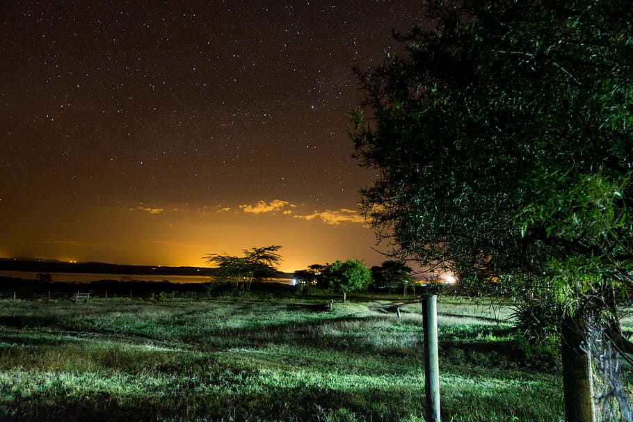 green leaf tree and green grass field under orange sky, low light photography of trees at night, HD wallpaper