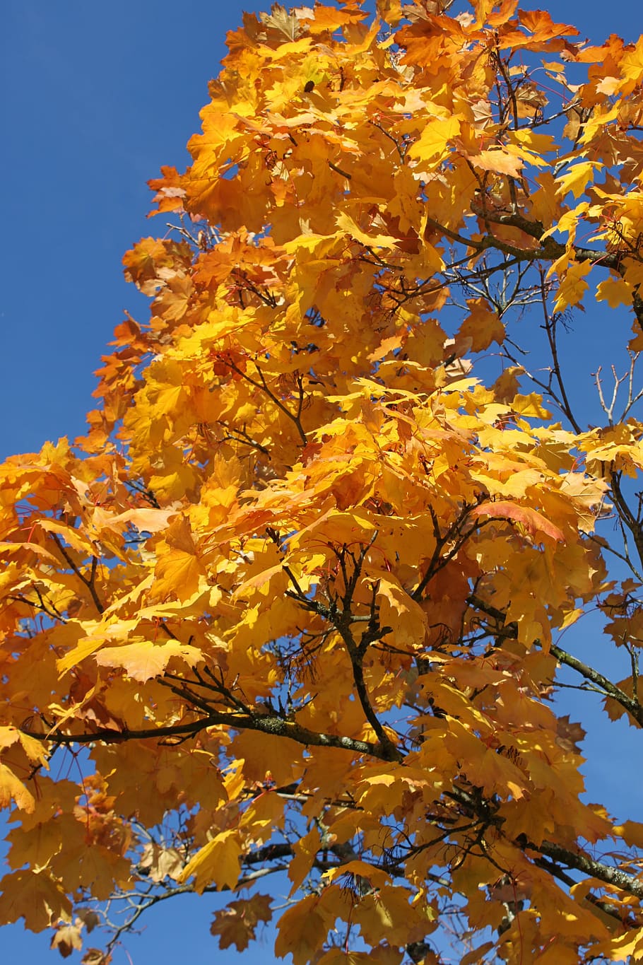 tree, branch, nature, sky, landscape, autumn, leaves, colorful HD wallpaper