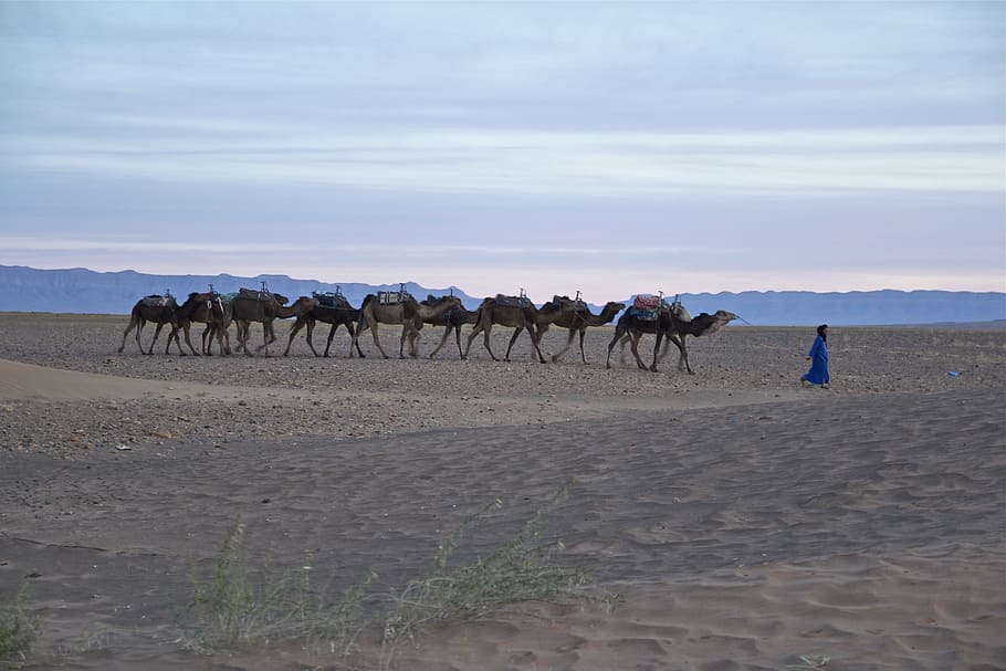 morocco, desert, nature, landscape, sand, dunes, sand dune