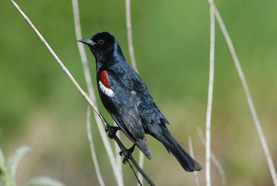 Tricolor, Agelaius, Blackbird, tricolored, male, blackbirds, HD wallpaper
