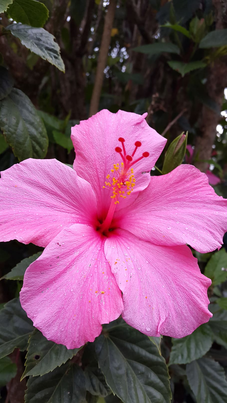 flower, flora, spring, flowering plant, petal, fragility, vulnerability HD wallpaper