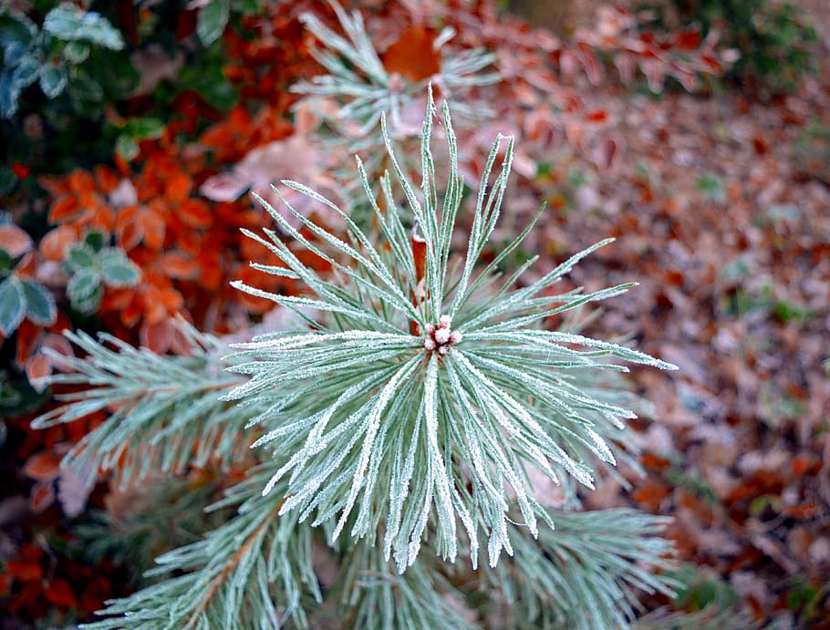conifer, pine, nature, pine branch, frost, frosty, hoarfrost HD wallpaper