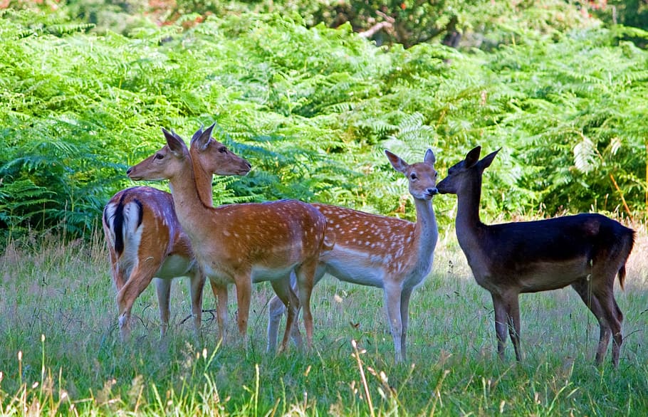 deer, fallow deer, herd, group, close-up, beautiful, animal, HD wallpaper
