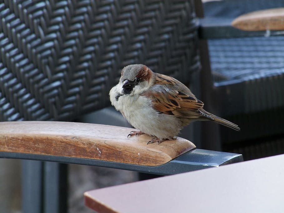 sparrow, bird, sperling, house sparrow, birds, animals, city, HD wallpaper