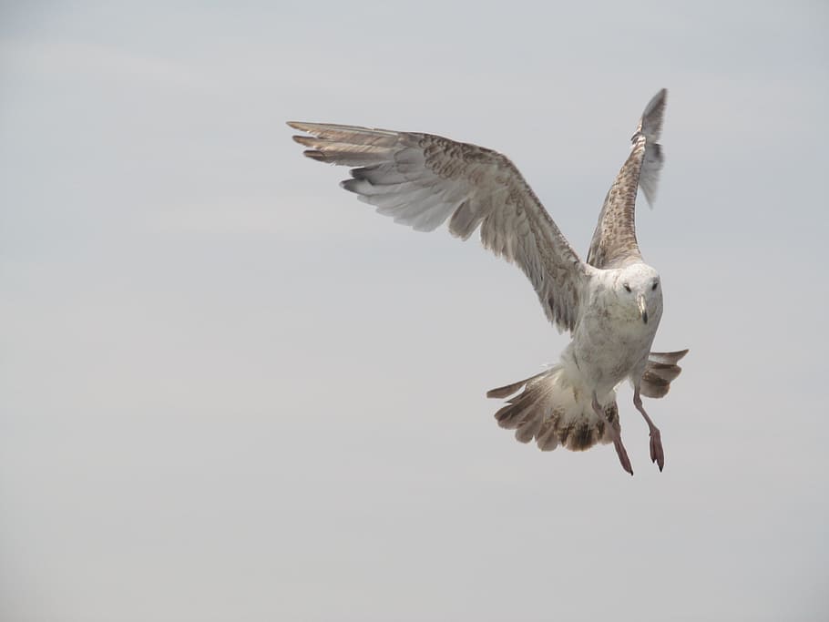 seagull, bird, sky, animal, water, nature, seabird, wings, feather HD wallpaper