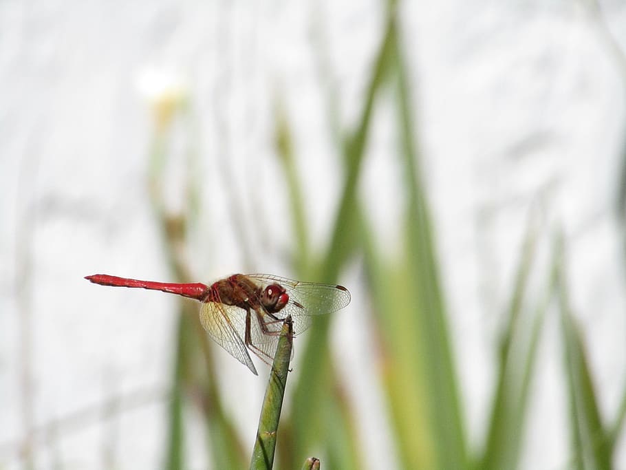 dragonfly, nature, insects, flying insect, red, leaf, wings HD wallpaper