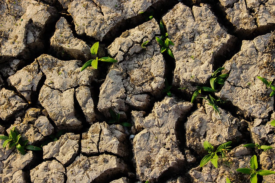 green leafed plant between soil, cracked soil with sprout, mud HD wallpaper