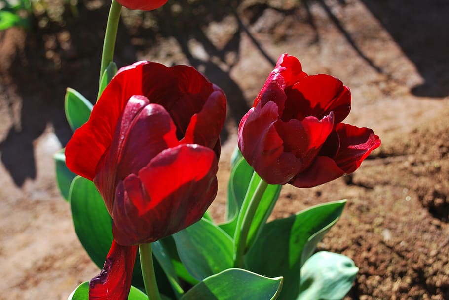 tulip, flower, colourful, spring, floral, bright, colorful HD wallpaper