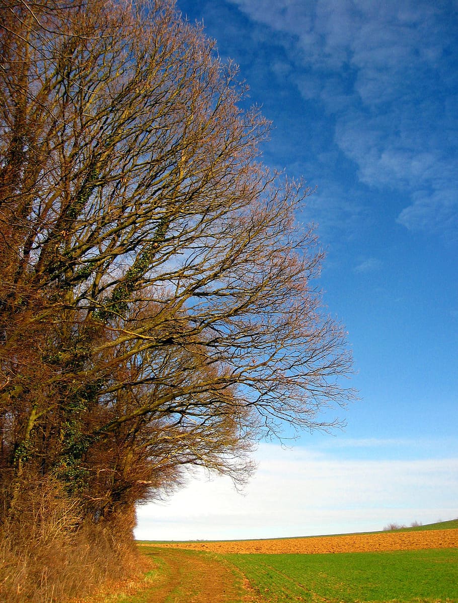 Trees, Landscape, Spring, Aesthetic, sky, nature, kahl, away HD wallpaper