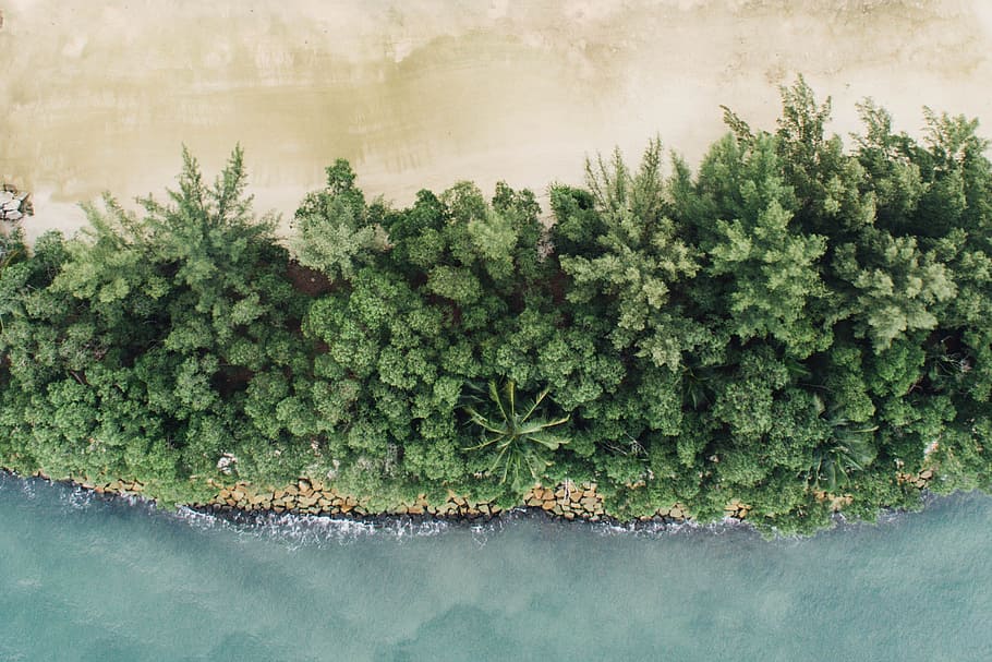 birds eye view of trees beside river, aerial photo of beach with trees HD wallpaper