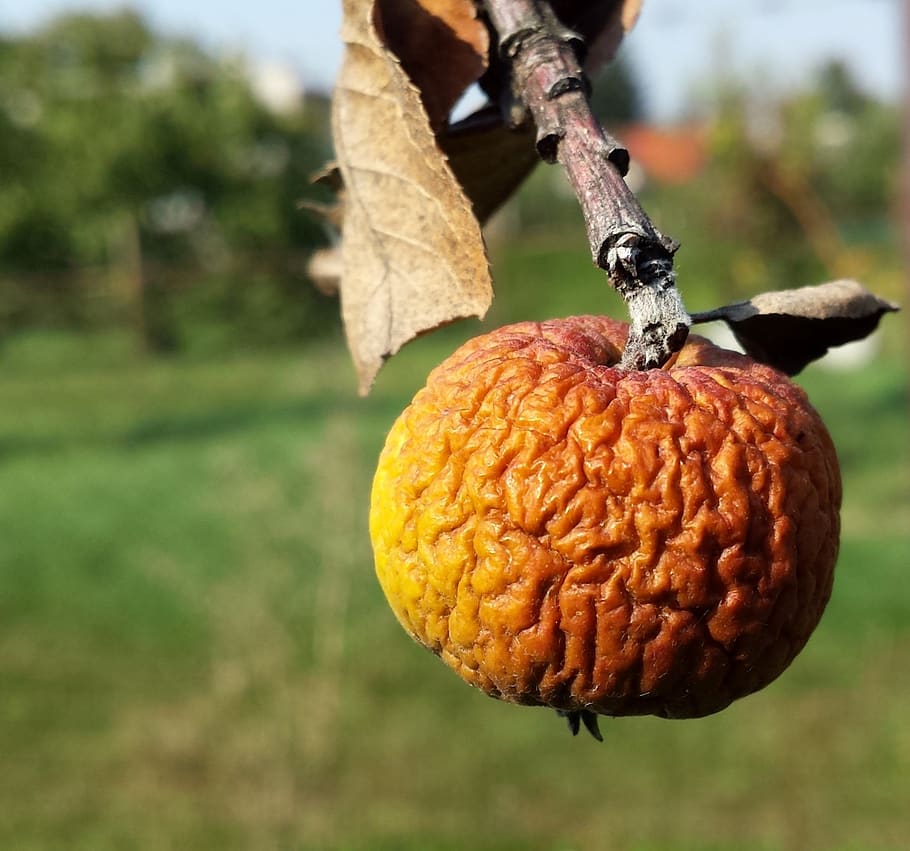 apple, heat, fruit, food, food and drink, healthy eating, focus on foreground HD wallpaper