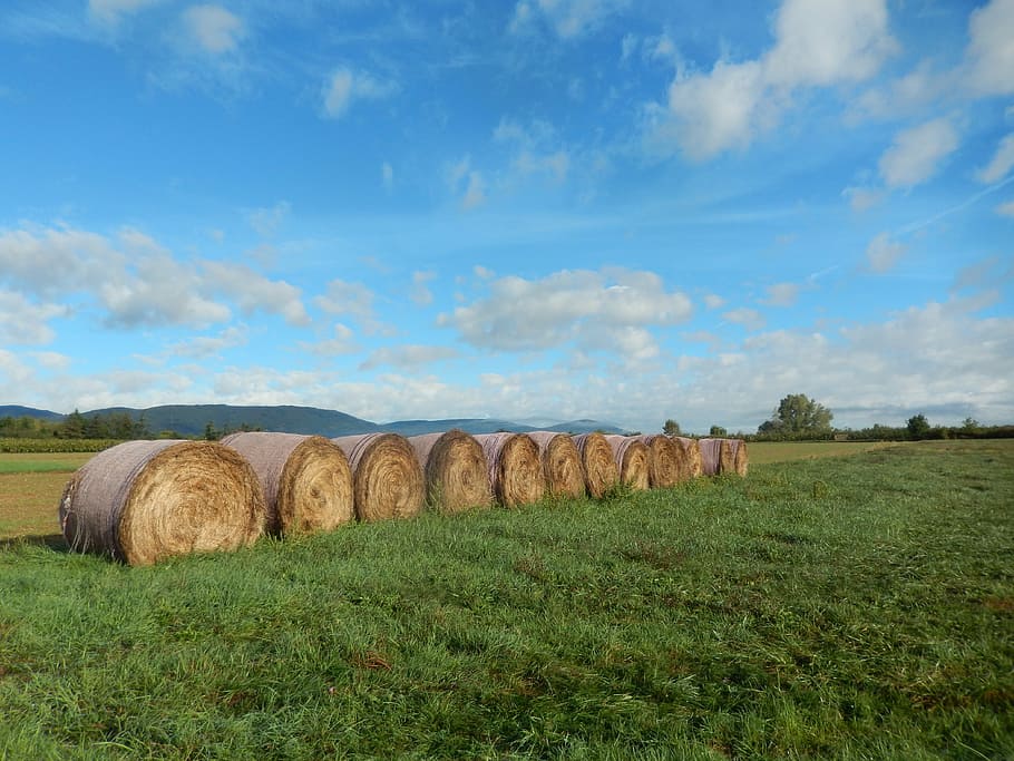 field, nature, hay, bale, landscape, agriculture, sky, farm HD wallpaper
