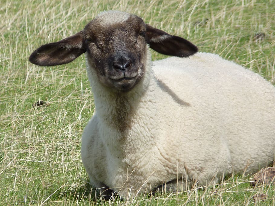 sheep, wool, animal, view, herd animal, animal themes, grass HD wallpaper