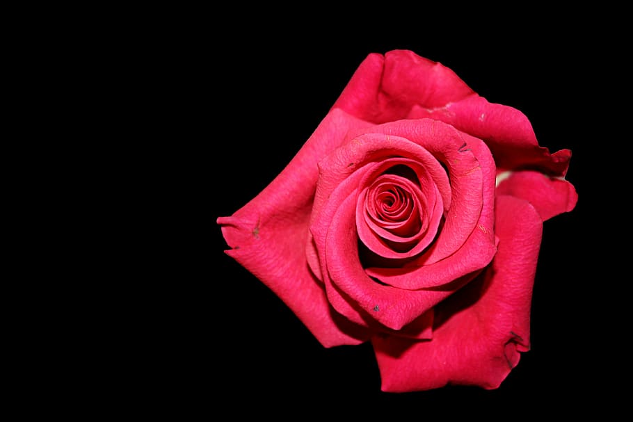 red rose in bloom with black background, rose bloom, rose - flower HD wallpaper