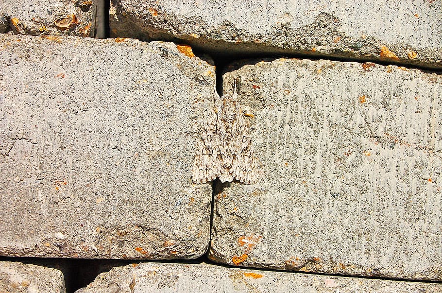 Wall, Camouflage, Moth, summer, butterfly, backgrounds, wall - Building Feature HD wallpaper