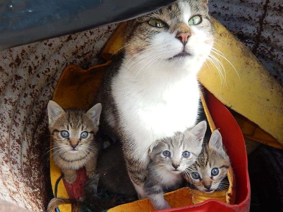 close-up photo of silver cat and kitten litter, Cats, Kittens HD wallpaper
