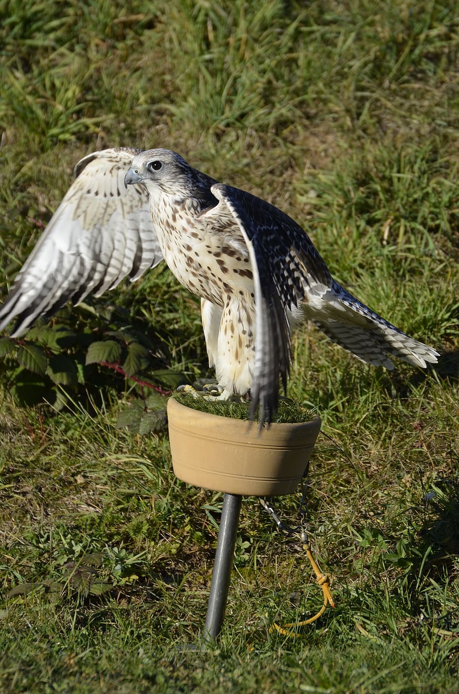 Falcon, Brown, Falconry, Bird, Raptor, animal, portrait, bird of Prey HD wallpaper