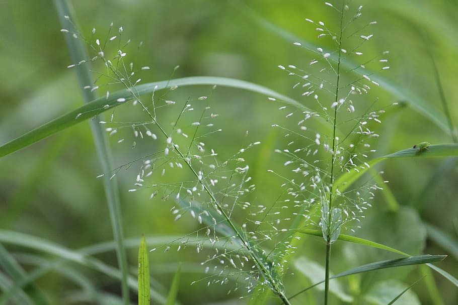 green, nature, landscape, leaf, plant, natural, growth, close-up HD wallpaper