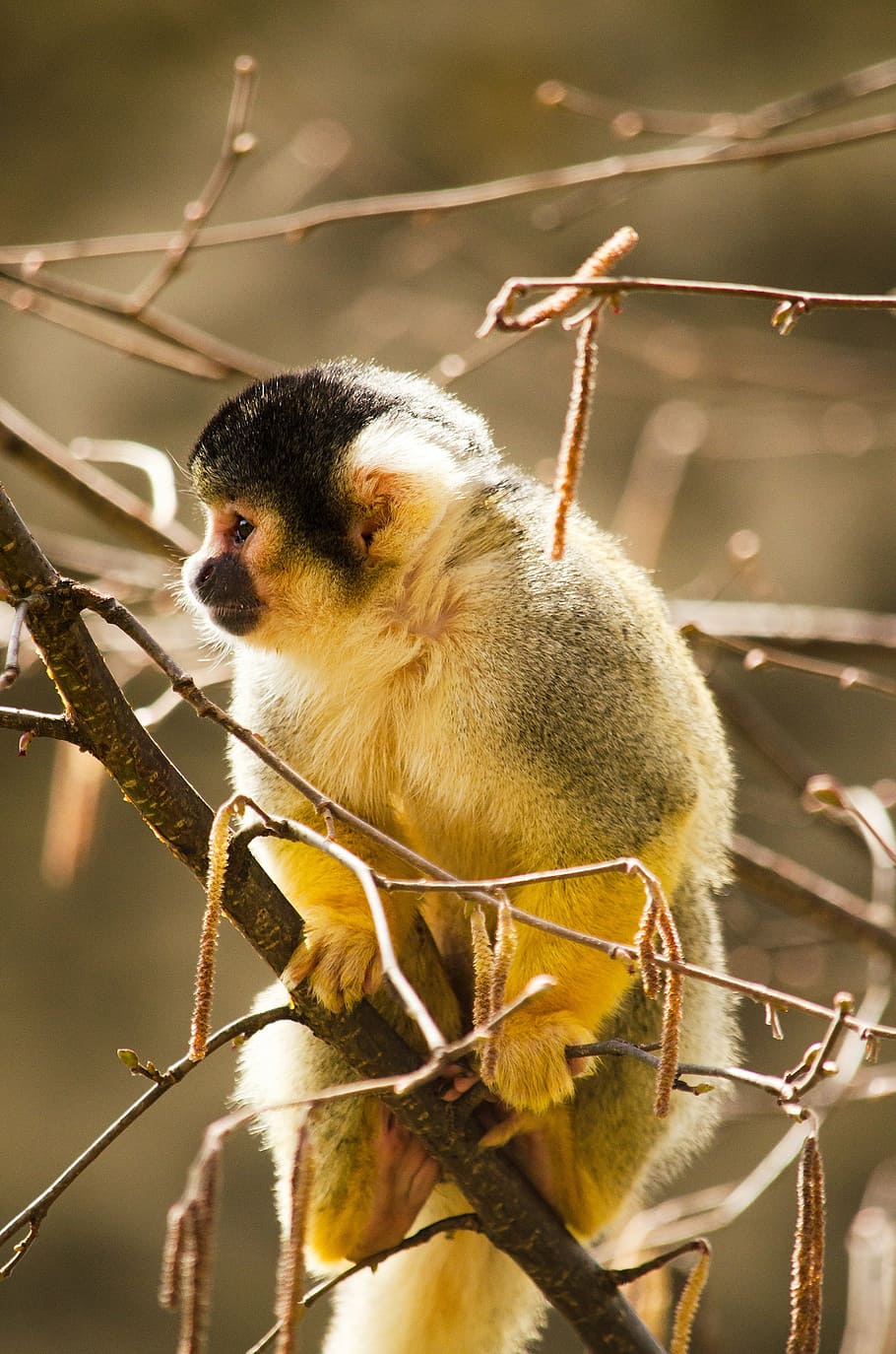 squirrel monkey, primate, zoo, äffchen, animal themes, animal wildlife