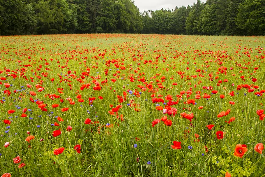 poppy, field of poppies, meadow, red, red poppy, thriving mohnfeld, HD wallpaper