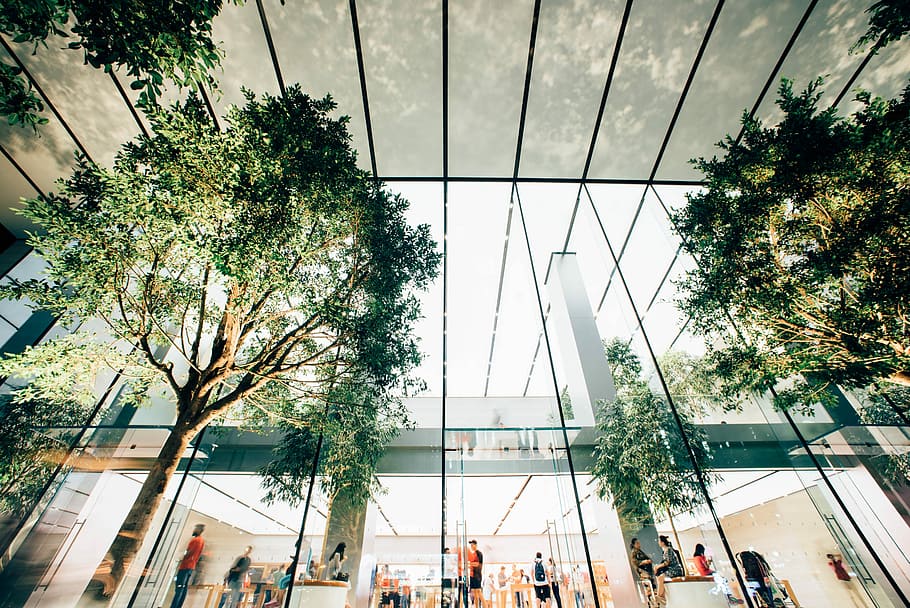 people in the building near the tree, people inside glass building HD wallpaper