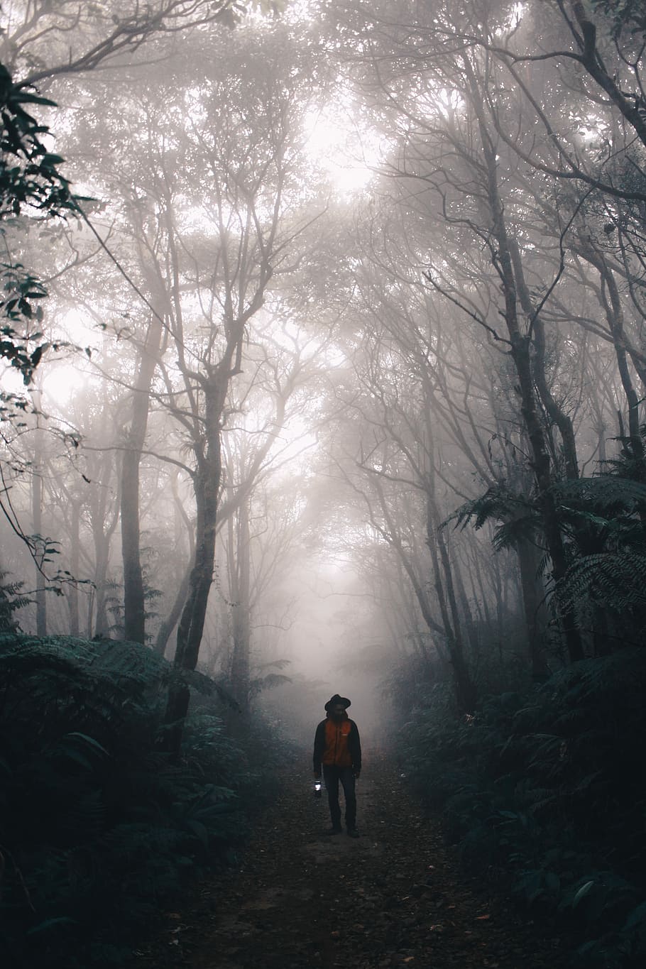 Lost in the Wilderness, man standing in forest, tree, mist, fog