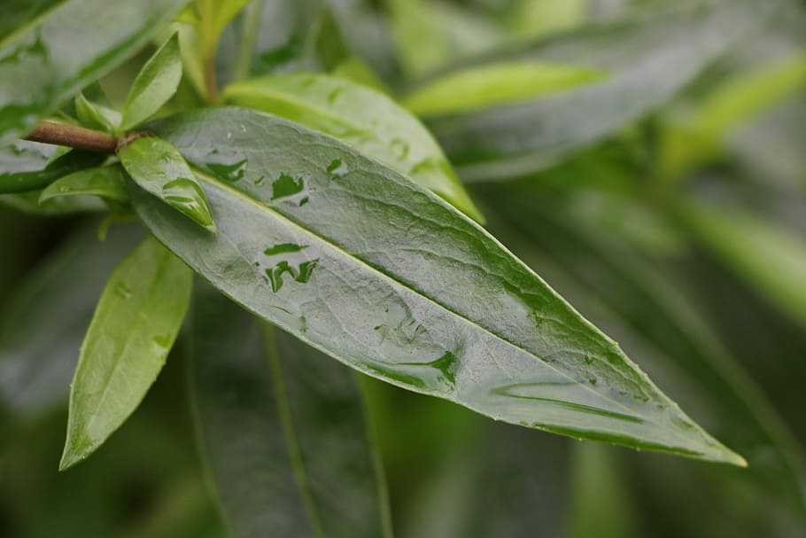 leaf plants, nature, freshness, garden, drop, just add water HD wallpaper