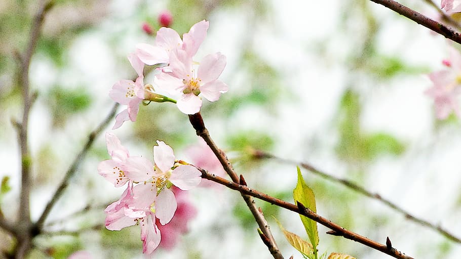flowering, cherry blossoms, spring, vitality, hope, clear, flowering plant HD wallpaper