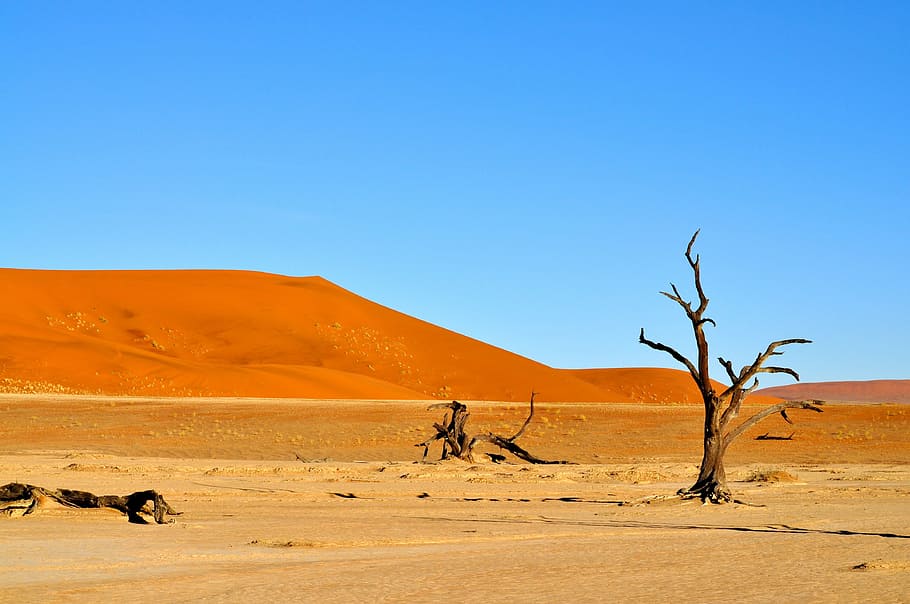 desert, nature, namibia, animals in the wild, animal wildlife HD wallpaper