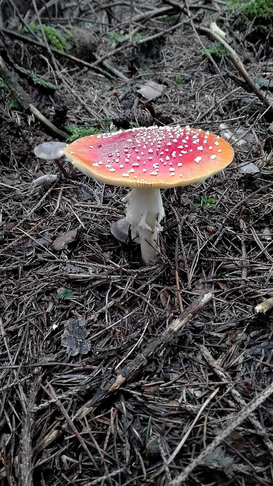 fly agaric, bright red, flat, toxic, fungus, mushroom, vegetable HD wallpaper