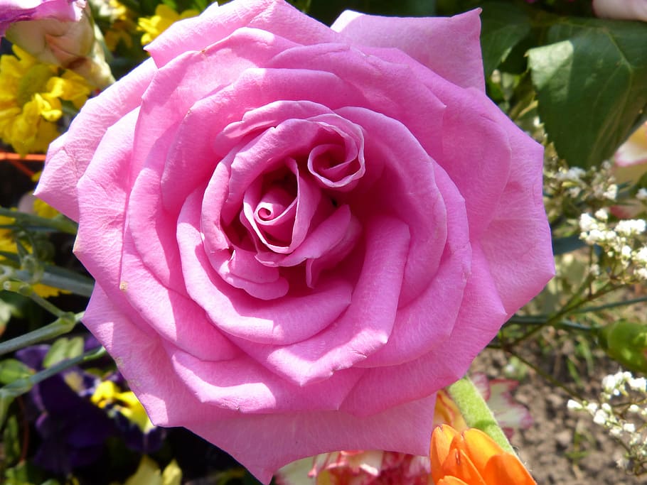 rose, macro, close, blossom, bloom, nature, flower, plant, petals HD wallpaper