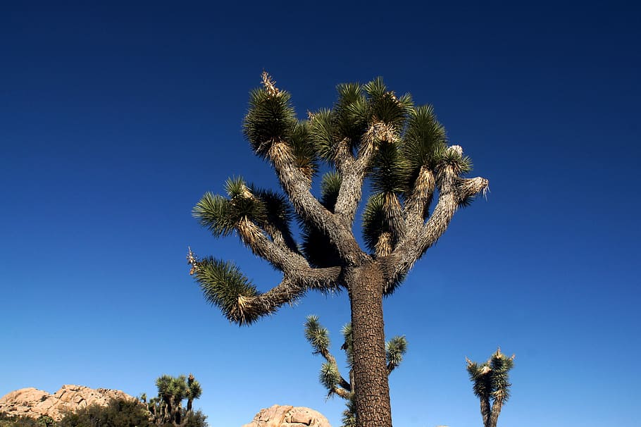 green leafed tree, brown tree, blue, sky, branch, rock, plant HD wallpaper