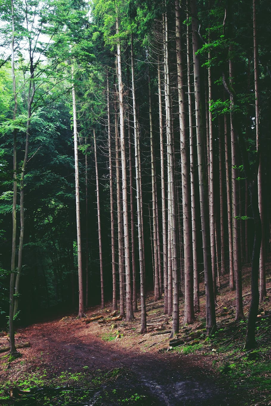 Forest, Trees, Nature, Landscape, forest path, away, mood, gloomy HD wallpaper