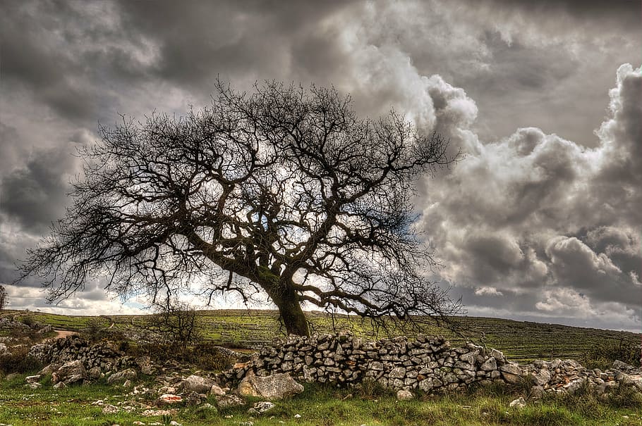 tree, clouds, sky, nature, landscape, light, mountain, grey HD wallpaper