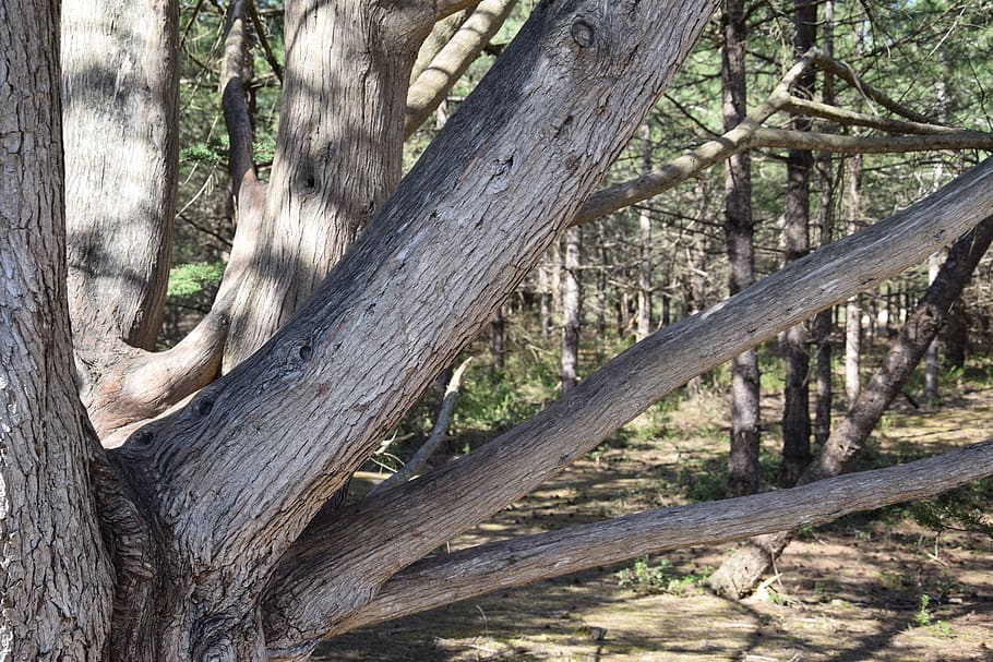 trunk, tree, nature, wood, bark, plant, tree trunk, land, forest HD wallpaper